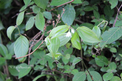 Disporum cantoniense